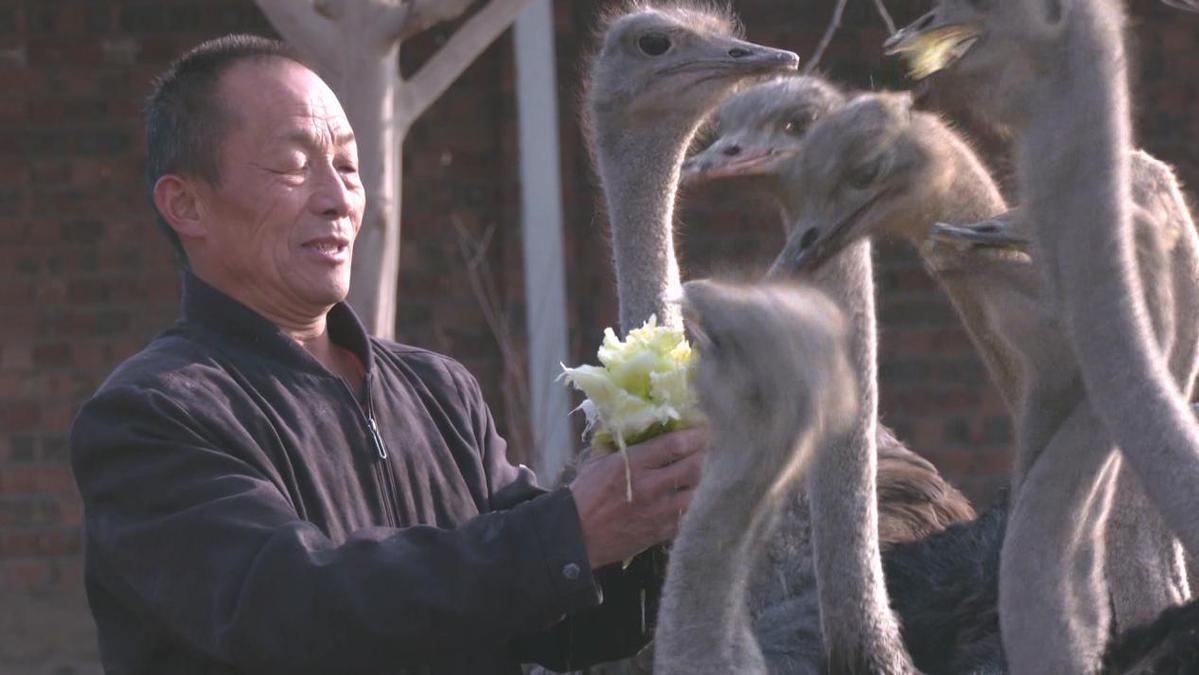 特色养殖 “鸵”起致富路