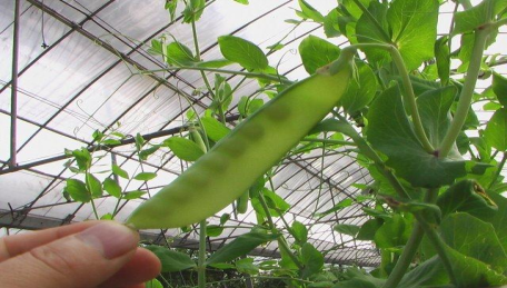 饭豆的种植_饭豆的种植方法和行距和株距_饭豆种植时间技术