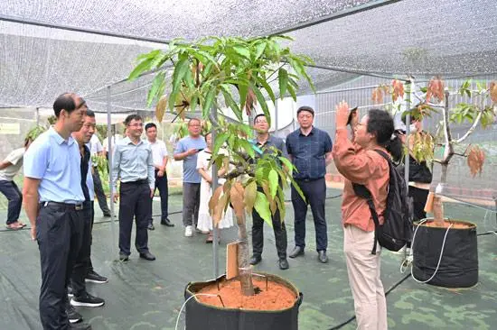 芒果种植前景和效益_芒果种植致富热_致富经芒果种植视频