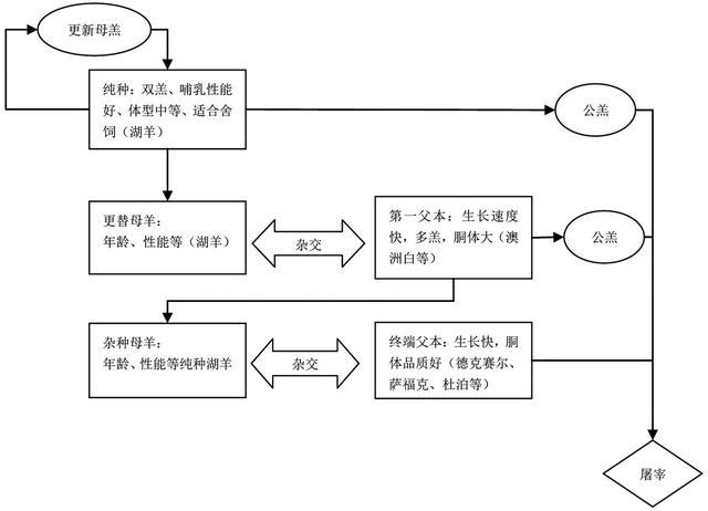 育肥羊的舍饲养殖技术_育肥羊饲养管理技术_养羊育肥方法