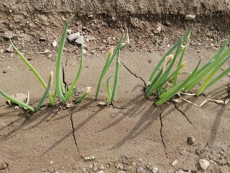 大葱种植技术