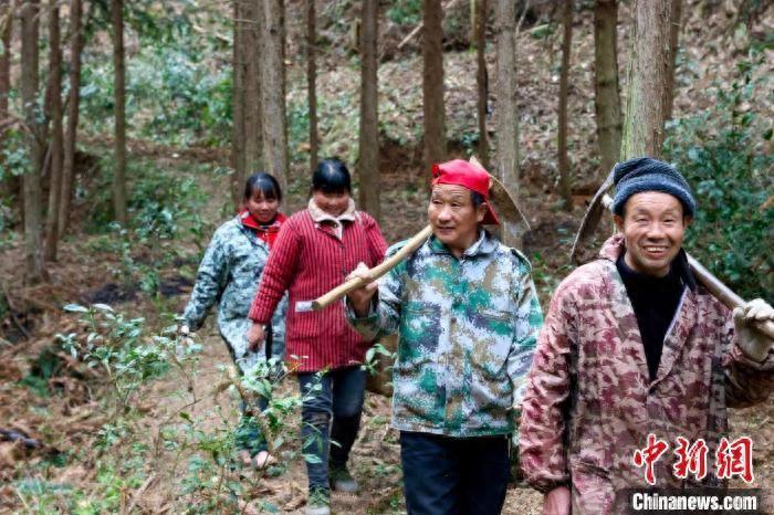 （乡村行·看振兴）江西铜鼓黄精种植忙 致富路上有盼头