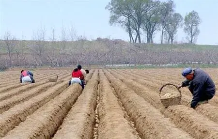 致富经种植生姜_致富生姜种植视频_生姜种植挣钱吗