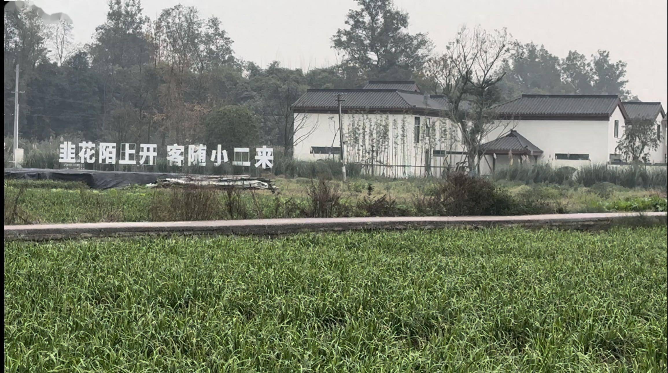 打卡和美乡村丨关于割韭菜，广福村是认真的