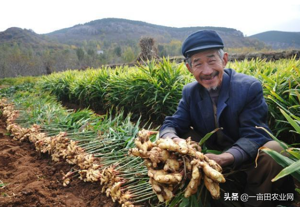 生姜种植挣钱吗_致富生姜种植技术视频_致富经种植生姜