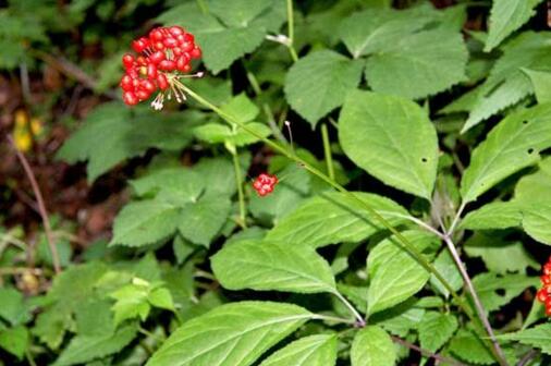 致富人参种植视频_种植人参效益怎样_种植人参致富经