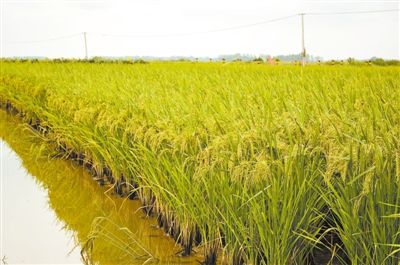 养殖致富经土黄牛视频_土黄牛养殖技术视频_致富经土黄牛养殖视频