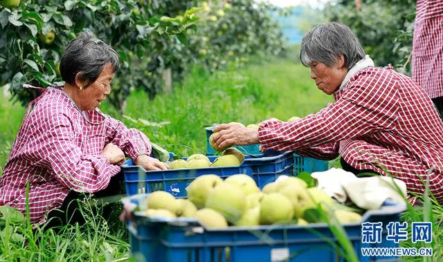 养殖致富经土黄牛视频_士黄牛养殖_致富经土黄牛养殖视频