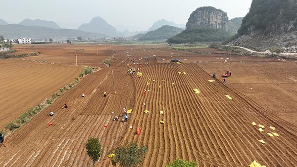 致富经生姜种植技术视频_致富生姜种植视频_致富经种植生姜