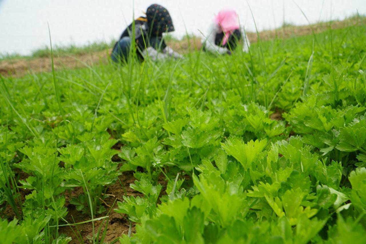 乡村行 看振兴丨种植1.5万亩  产值1.5亿元 李俊镇小香芹成为农民“芹”能致富的大产业