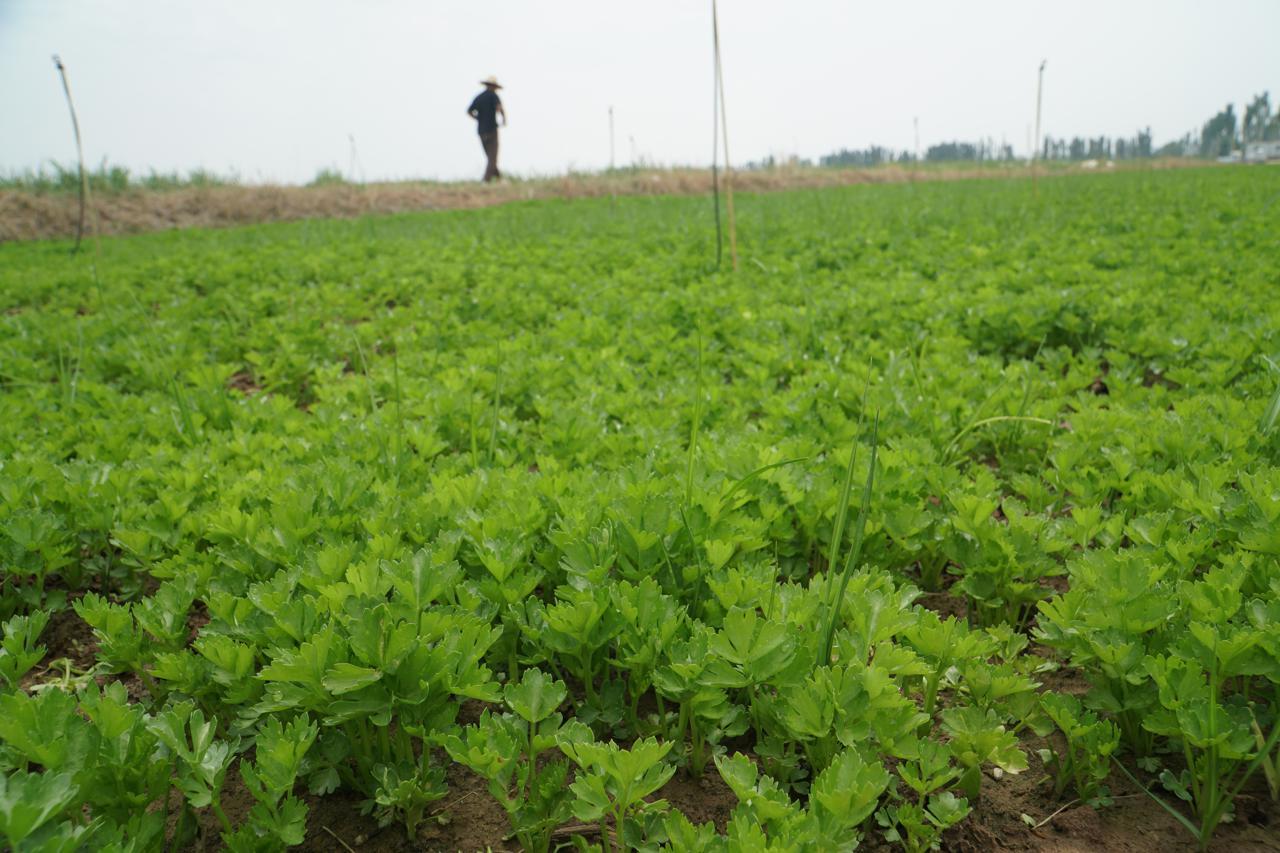 农村种植技术致富_农村致富新项目种植业_农村致富项目种植业