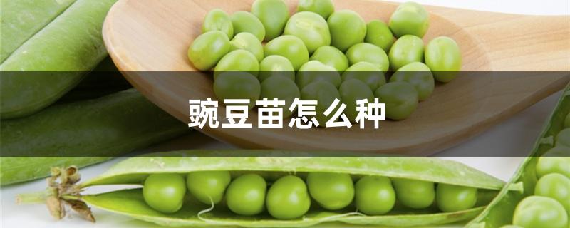 豌豆苗怎么种