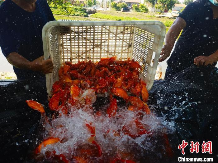 致富养殖青鱼方法图解_致富养殖青鱼方法视频_养殖青鱼致富方法