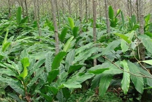 豆蔻的种植方法和日常管理，做好以下5点，有效帮你增收产量