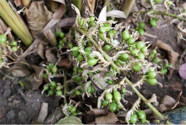 豆蔻种植致富热_豆蔻种植技术_豆蔻种植效益