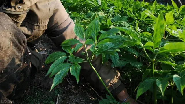 人参种植致富吗_种植人参效益怎样_致富人参种植视频