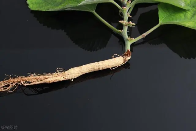 人参种植致富吗_种植人参效益怎样_致富人参种植视频