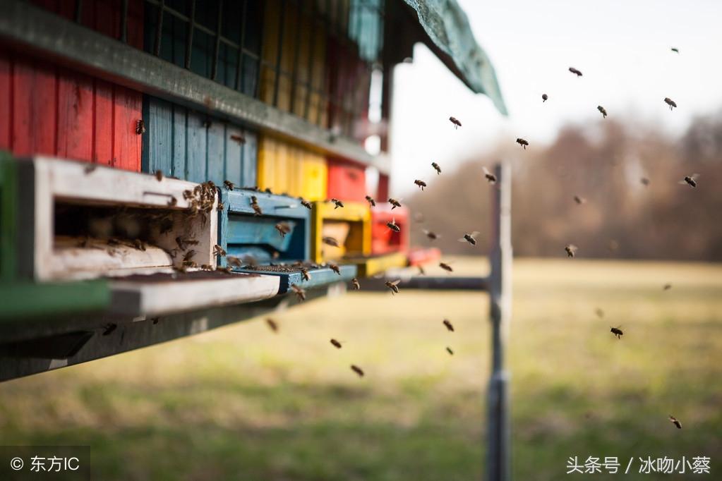 颠覆传统的新世纪中华蜂养殖新技术，你不可以错过的养蜂新技术