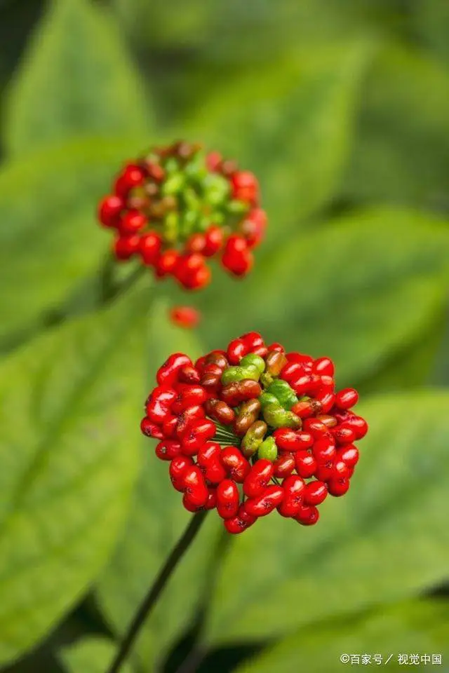 致富人参种植条件_致富人参种植视频_人参种植致富吗