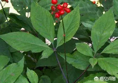 致富人参种植视频_人参种植致富吗_致富人参种植条件