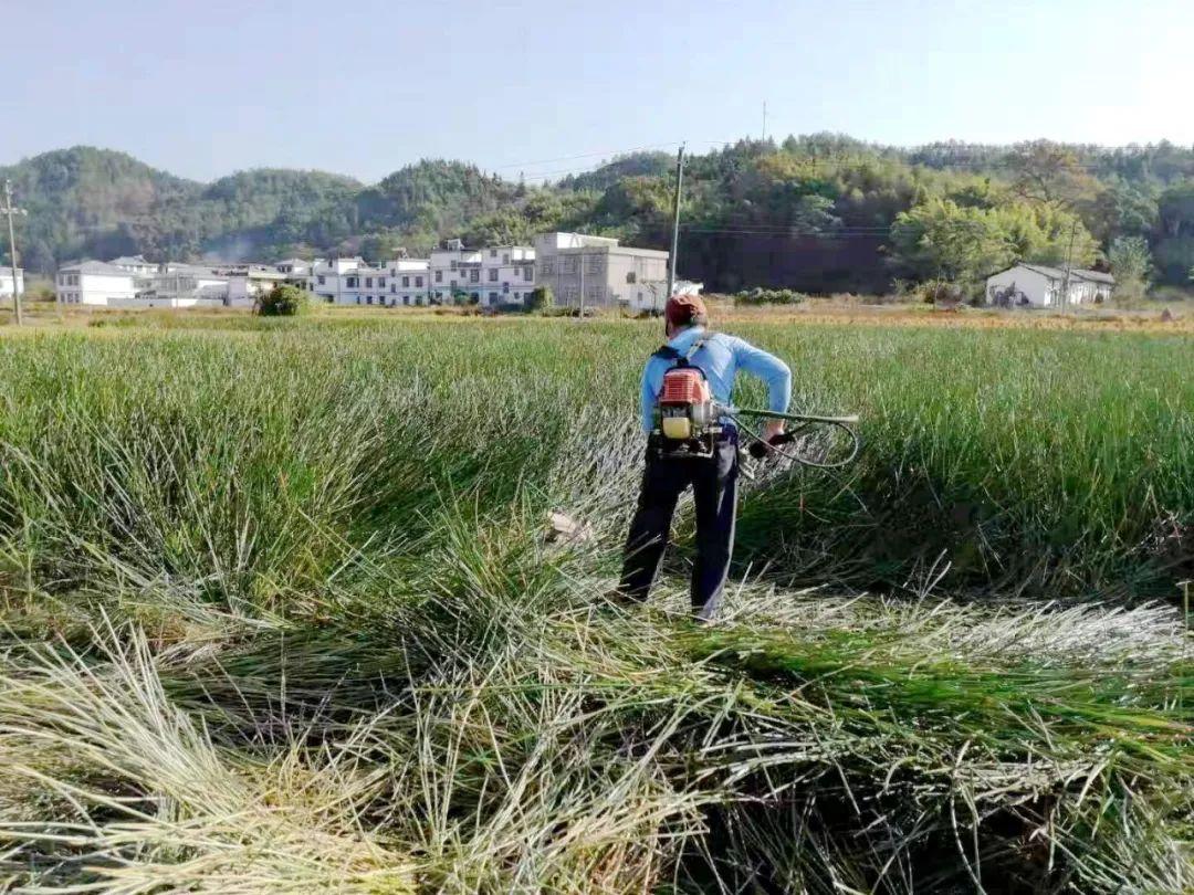 小小荸荠如何成致富“香饽饽”