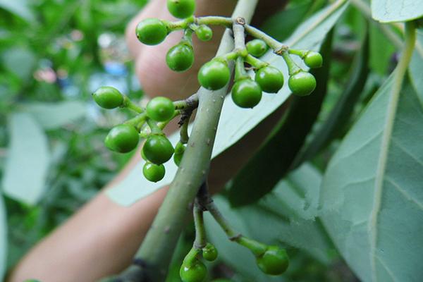 农村的这几个种植项目赚钱快，轻松亩收1-3万