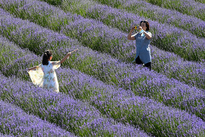 瓜致富种植田里怎么种_田里种植致富瓜_瓜娄种植利润