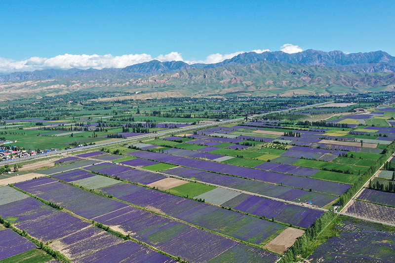 田里种植致富瓜_瓜娄种植利润_瓜致富种植田里怎么种