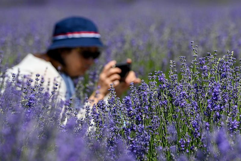 瓜娄种植利润_田里种植致富瓜_瓜致富种植田里怎么种