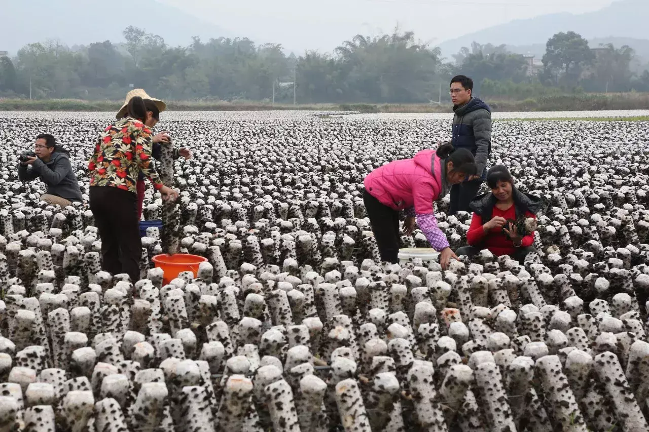 广西种植竹荪致富_农广天地竹荪种植视频_广西有竹荪吗