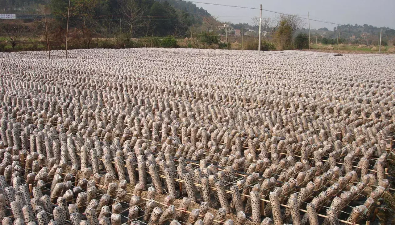 广西有竹荪吗_农广天地竹荪种植视频_广西种植竹荪致富