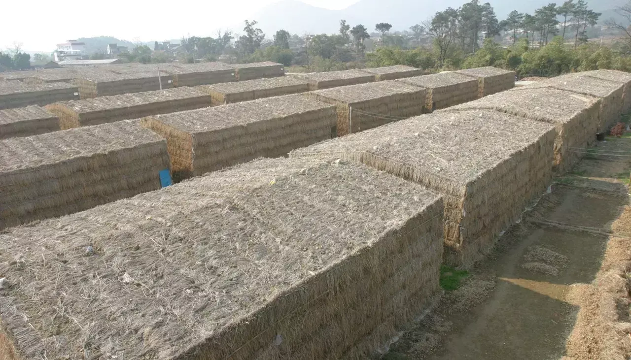 农广天地竹荪种植视频_广西有竹荪吗_广西种植竹荪致富