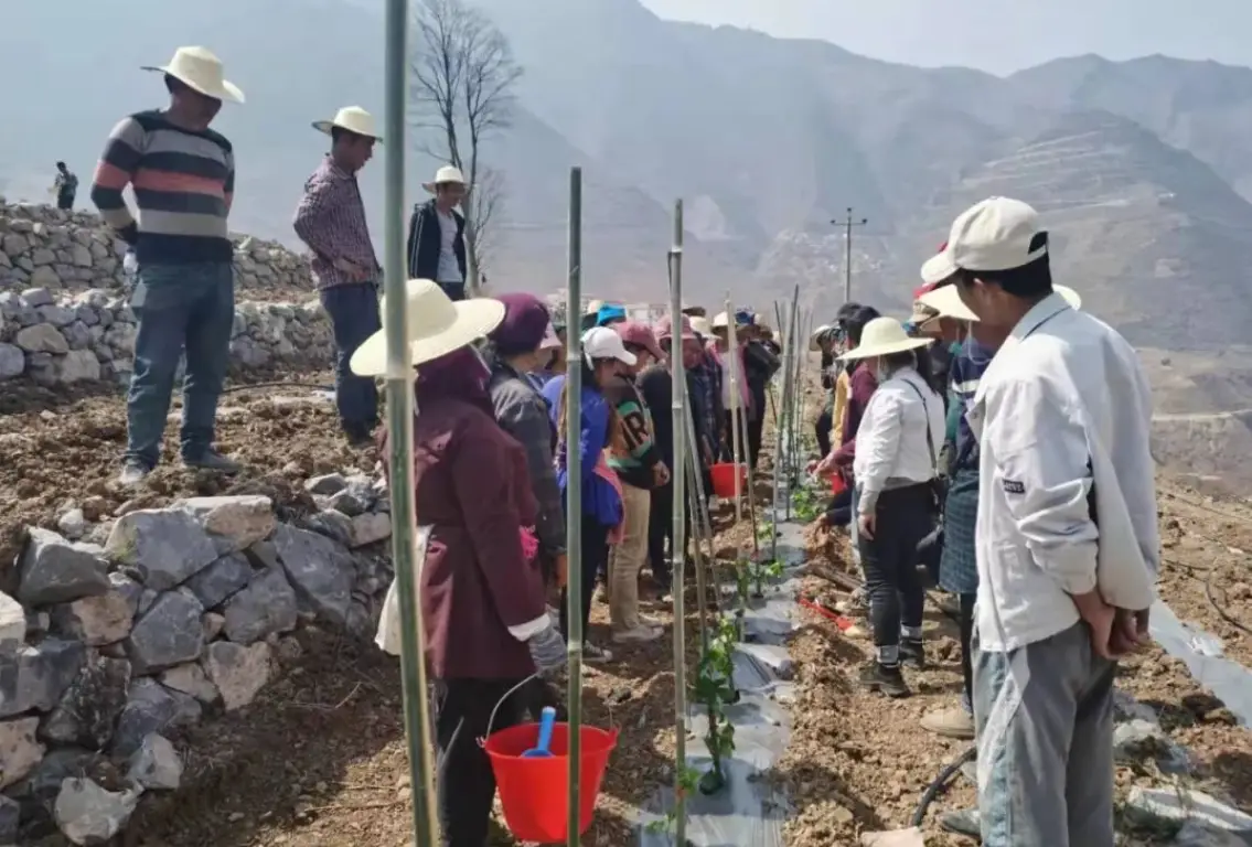 凉山金阳大力发展富民产业 百香果规模化种植助推乡村振兴