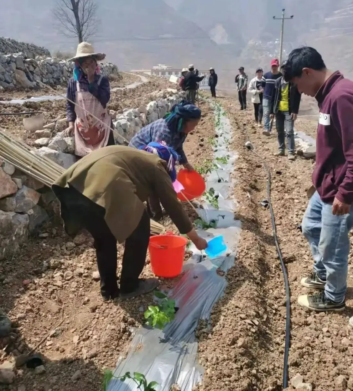 田里种植致富瓜_瓜致富种植田里怎么种_瓜类种植技术