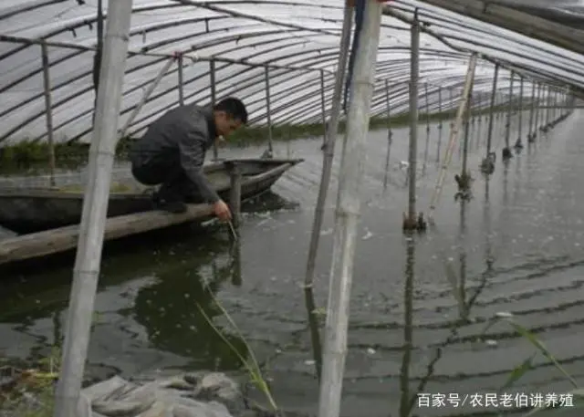 聊城淡水虾养殖技术_淡水虾养殖技术教学视频_淡水养虾实用技术视频