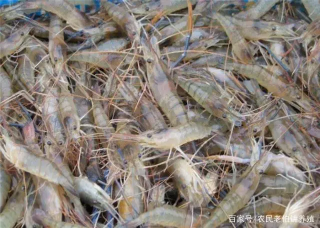 聊城淡水虾养殖技术_淡水养虾实用技术视频_淡水虾养殖技术教学视频