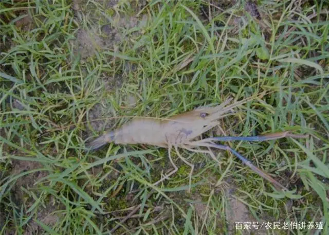 淡水虾养殖技术教学视频_淡水养虾实用技术视频_聊城淡水虾养殖技术