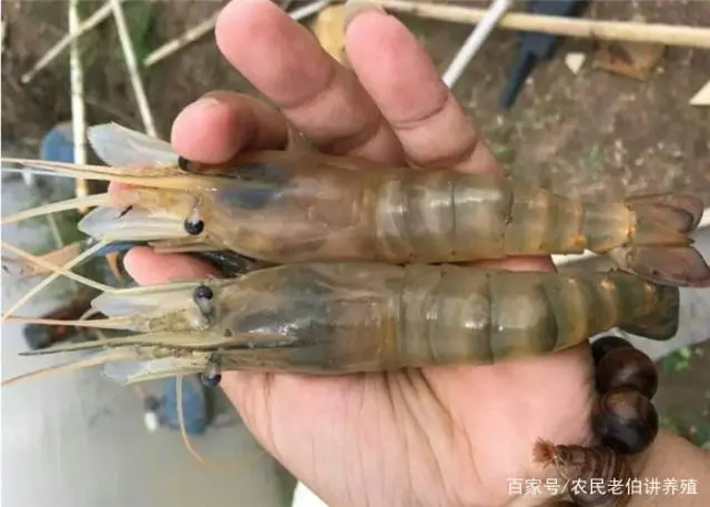 淡水养虾实用技术视频_淡水虾养殖技术教学视频_聊城淡水虾养殖技术