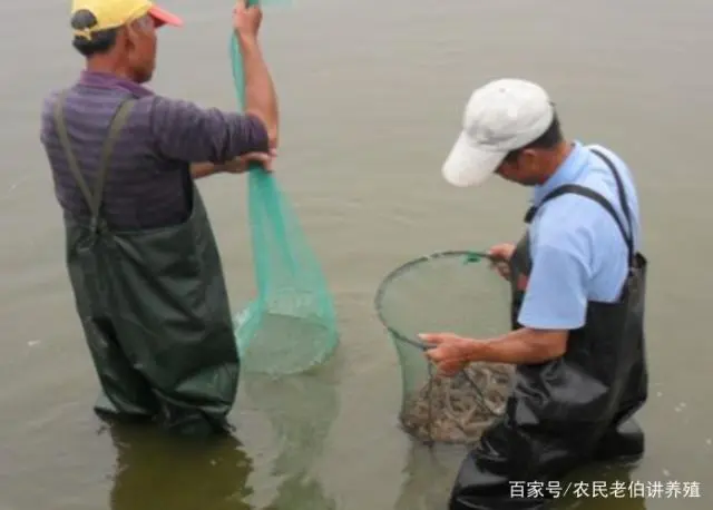 淡水养虾实用技术视频_淡水虾养殖技术教学视频_聊城淡水虾养殖技术