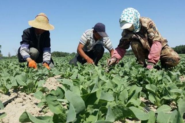 农村小伙成为“板蓝根大王”，带领村民发家致富