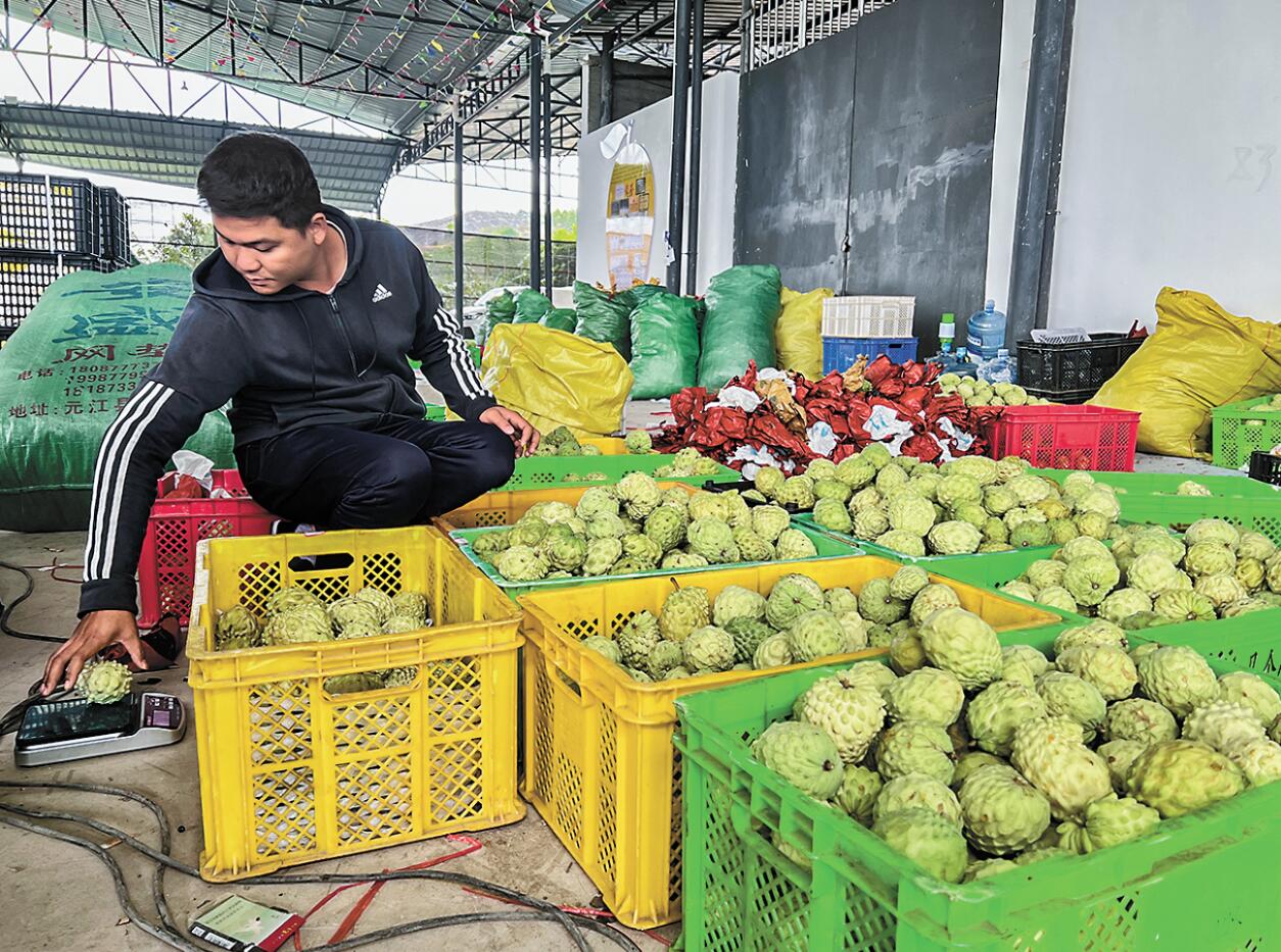 释迦的种植方法视频教程_每日农经释迦种植技术视频_释迦种植视频农广天地