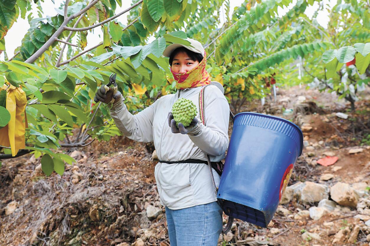 释迦种植视频农广天地_释迦的种植方法视频教程_每日农经释迦种植技术视频