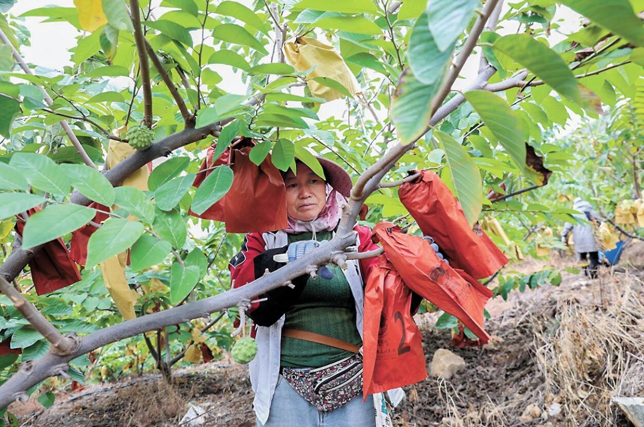 释迦的种植方法视频教程_每日农经释迦种植技术视频_释迦种植视频农广天地