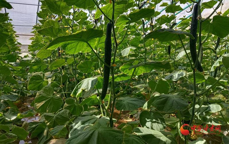 致富经大棚种菜技术_大棚种植致富方案_致富大棚种植方案及措施