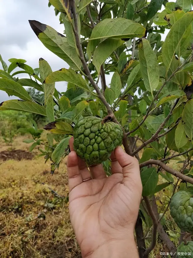 掌握释迦果种植技术和管理方法，享受热带水果的美味与营养！