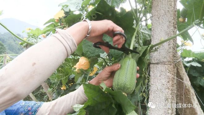 有棱丝瓜种植_致富经河南种植丝瓜视频_种植棱丝瓜致富