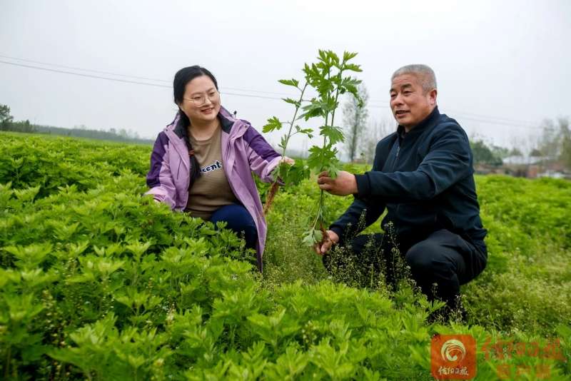 上石桥镇：艾草产业兴旺 乡村振兴正当时