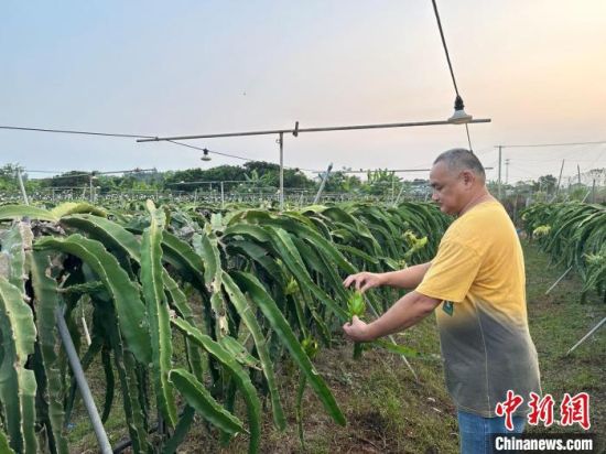 台湾果农厦门种火龙果 打拼“红火”事业