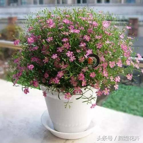 花花草种植技术_花花的种植方法_种植花花草草