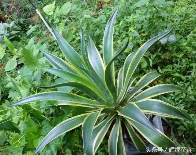 花花的种植方法_花花草种植技术_种植花花草草